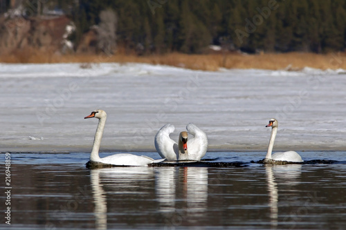 Fotografie, Obraz beautiful white swans on the lake in early spring
