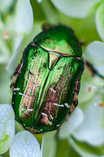Close-up Of The Bronze Bug Of Flower Chafers, Scarab Beetles