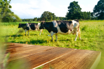 desk of free spac and cow on grass 