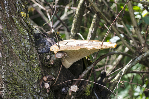 Fotografia  huge hub grows on a tree