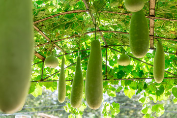 Wall Mural - Long Calabash Gourd big hanging vegetable vine green in countryside organic agriculture farm