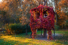 A House On A Tree Luminous From The Inside And Overgrown With Red Vine In An Autumn Garden