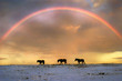 Horses Under the Rainbow
