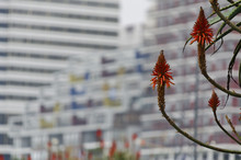 Grupo De Tres Flores De Aloe Vera Sobre Fondo Desenfocado De Edificios De La Costa Marplatense