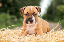 Lovely Portrait Of A Cute Red And White Amstaff Puppy On A Straw