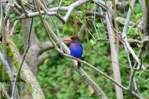 インドネシアの鳥 ジャワショウビン Stock Photo Adobe Stock