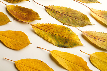 Wall Mural - Fall ash leaves pattern isolated on white background