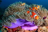 A family of beautiful False Clownfish in their host anemone on a tropical coral reef