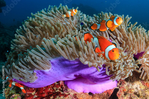 Fotografía A family of beautiful False Clownfish in their host anemone on a tropical coral