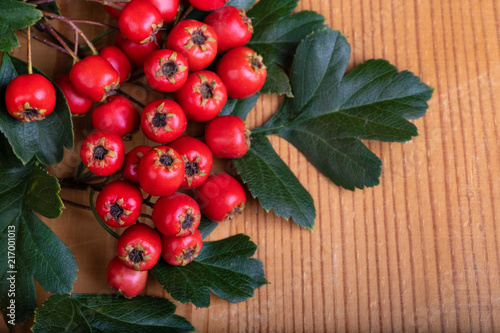 berry red whitethorn on a branch with green leaves