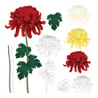 Red, White, Yellow Chrysanthemum with Outline