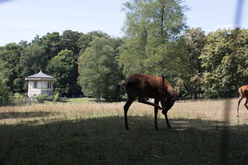 Wild Reh Hirsch