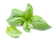 Fresh green basil herb leaves