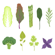Fresh Salad Greens And Leaves Set, Vegetarian Healthy Aromatic Herbs And Leafy Vegetables For Cooking Vector Illustrations On A White Background