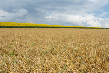 Beautiful rural landscape wheat field