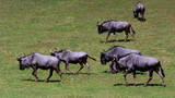 Fototapeta Sawanna - Stado antylop gnu wypasające się na safari - Afrykańska flora i fauna