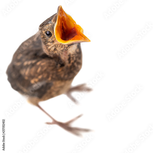 Fotografía freigestellter junger Vogel mit offenem Schnabel bettelt oder ruft etwas