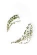 Grass thyme. Italian spices on a white background. Food concept
