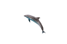 Bottlenose Dolphin Jump To Sky On White Isolated Background