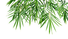 Tropical Plant Green Bamboo Leaves Isolated On White Background, Nature Backdrop, Clipping Path Included