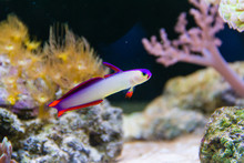 Purple Firefish (Nemateleotris Decora) , Also Known As The Decorated Firefish, Purple Dartfish, Decorated Dartfish, Or Flame Firefish
