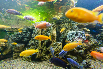 Wall Mural - Aquarium fish. underwater world.