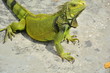 iguana joven