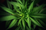 Fototapeta  - Close up of cannabis plant