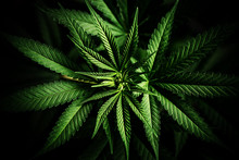 Cannabis Sativa, Still Life Of Marihuana Leaves, Medical Plant