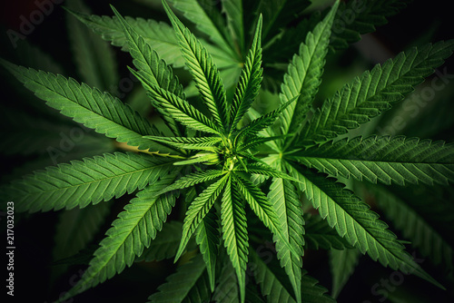 Fotografía cannabis sativa, still life of marihuana leaves, medical plant