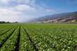Rows of lettuce in the Salinas Valley of central California in Monterey County