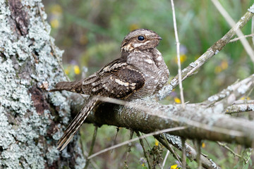 Wall Mural - European Nightjar (Caprimulgus europaeus)