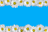 Fototapeta Lawenda - White oxeye daisies arranged in two lines. Blue background.