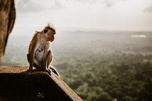 Macaque Monkey From Lion Rock In Sigiriya, Sri Lanka