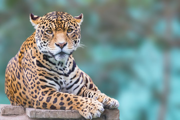 Wall Mural - leopard looking at camera portrait