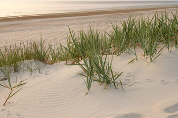 Wall Mural - Beach with dunes