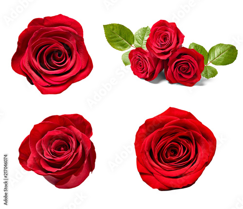 flower rose petal blosspm background