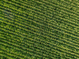 Wall Mural - Aerial view of corn field