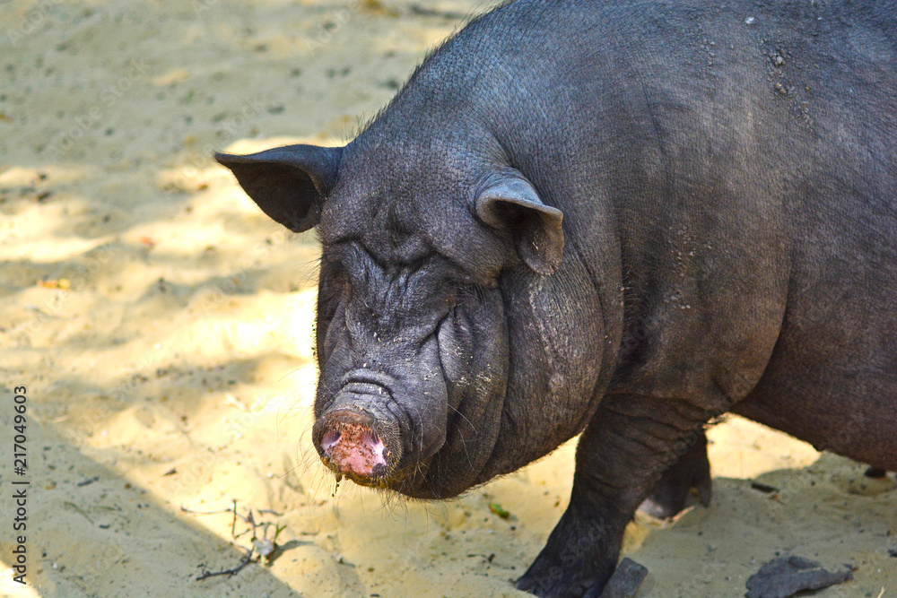 Big and fat black boar pig background の Stock フォト | Adobe Stock