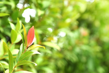 Wall Mural - Red leaves at the top of tree branch with blurry green background.