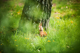 Fototapeta Las - Red Eurasian squirrel running in the park