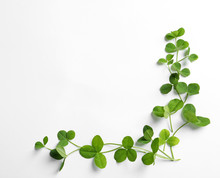 Green Clover Leaves On White Background, Flat Lay Composition With Space For Text