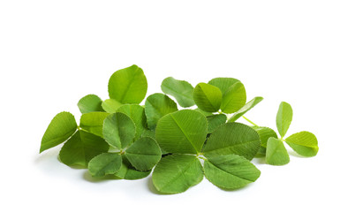 Green clover leaves on white background