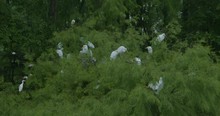 Wood Storks In Trees In Eastern North Carolina