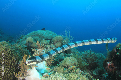 Plakat Banded Sea Krait (Snake)