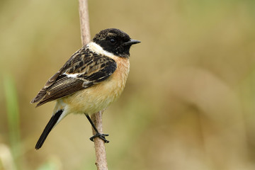 Wall Mural - chubby male of siberian or asian stonechat (saxicola maurus) lovely brown with black head bird perch