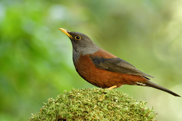 Female of Chestnut thrush (Turdus rubrocanus) lovelyl brown with silver head and black wings bird perching on mossy spot in green natural environment, exotic animal