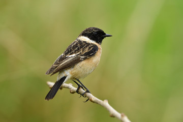Wall Mural - lovely brown with black head bird perching on thin stick in meadow field, male of siberian or asian 