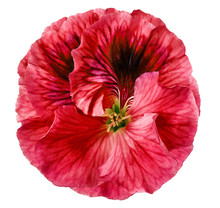 Petunia Red Flower On A  White Isolated Background With Clipping Path.   Closeup.  No Shadows.  For Design.  Nature.