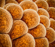 3d Illustration of Fat cells abstract background
